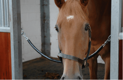 Horse Head Over Door Chain in Monarch Stable
