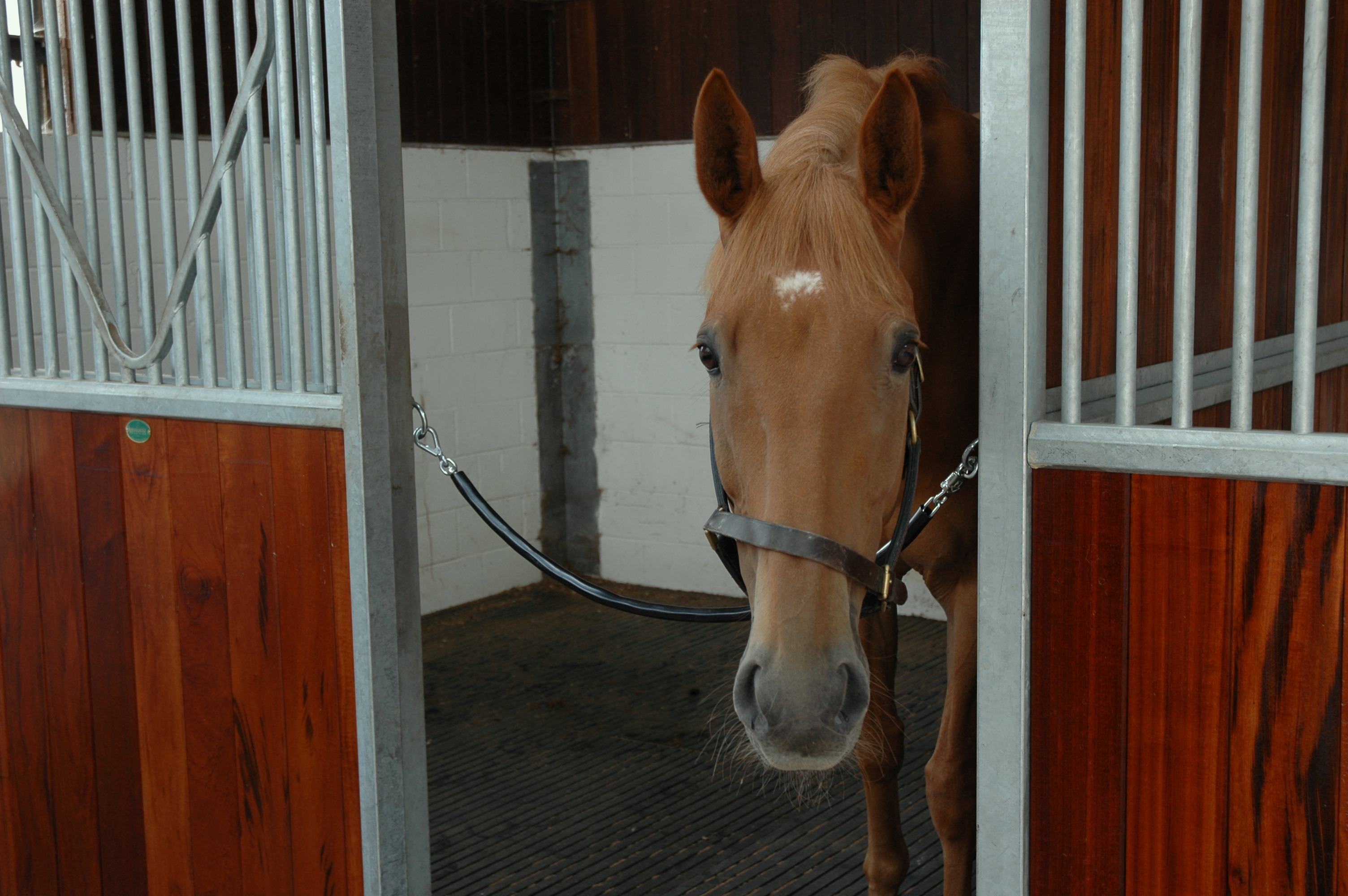 Horse hanging head of door chain in Monarch Equestrian Stable